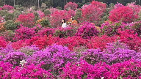 深圳都有哪些花海及其迷人景致